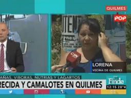 crecio el rio de la plata y aparecieron camalotes en un barrio de quilmes crecio el rio de la plata y aparecieron camalotes en un barrio de quilmes
