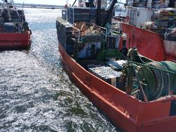 Los costos y la disponibilidad de insumos aparecen como variables críticas para la continuidad de la actividad de pesca. Los costos y la disponibilidad de insumos aparecen como variables críticas para la continuidad de la actividad de pesca.