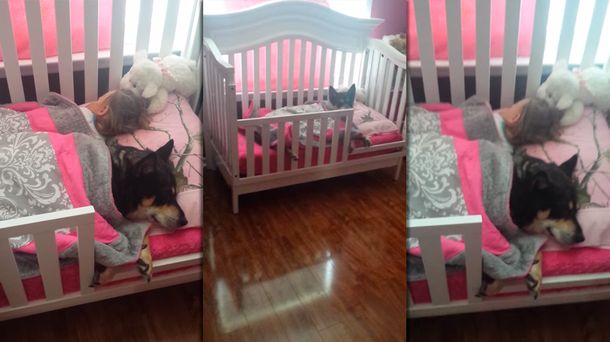 Un intruso en la cama: mirá cómo este perro duerme con su pequeña dueña