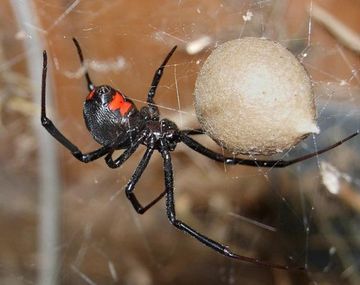 Los ni&ntilde;os se dejaron picar por una ara&ntilde;a viuda negra para tener superpoderes