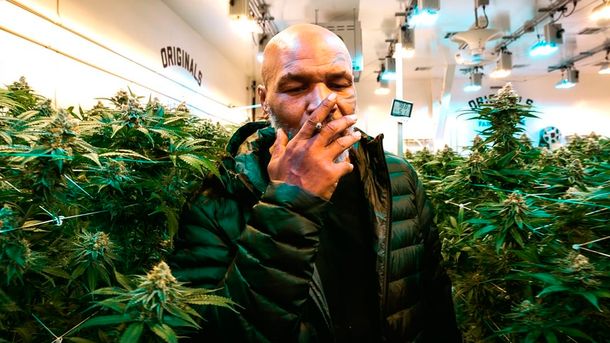 Mike Tyson gana 500 mil dólares mensuales con su plantación de cannabis