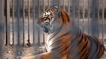 Trasladan a Estados Unidos tigres y leones de ex zoo provincial Trasladan a Estados Unidos tigres y leones de ex zoo provincial