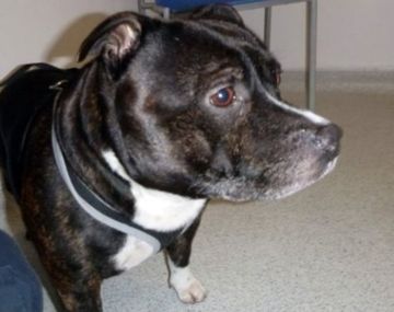 Lo siento mucho: abandonó a su perro en la Iglesia con una nota