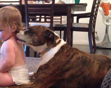 VIDEO: Un adorable perro da un baño a una bebé