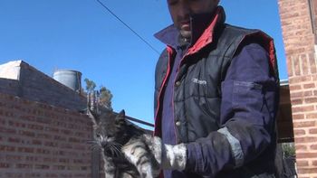 emotivo rescate: salvaron a un perro y un gato que estaban atrapados emotivo rescate: salvaron a un perro y un gato que estaban atrapados