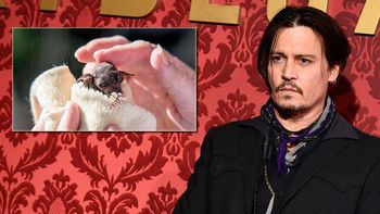 la rara mascota de johnny depp: adopto a un murcielago bebe la rara mascota de johnny depp: adopto a un murcielago bebe