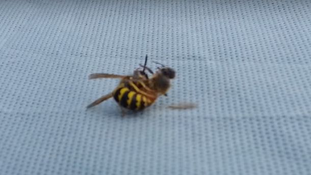 Una avispa partió en dos a una abeja
