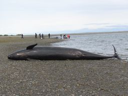 aparecen 20 orcas muertas en el estrecho de magallanes aparecen 20 orcas muertas en el estrecho de magallanes