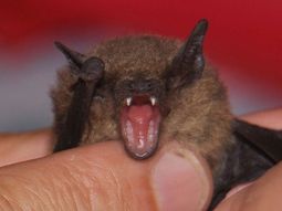 Aumentó el consumo de carne de murciélago en Indonesia