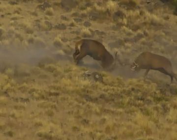 VIDEO: Mirá la pelea entre dos ciervos colorados