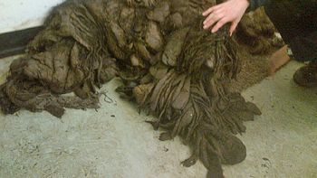 la recuperacion de unos perros abandonados la recuperacion de unos perros abandonados