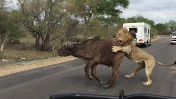 video: leones se comen un bufalo frente a un grupo de turistas video: leones se comen un bufalo frente a un grupo de turistas