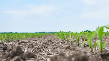 La superficie sembrada de soja se incrementaría durante la próxima zafra. La superficie sembrada de soja se incrementaría durante la próxima zafra.