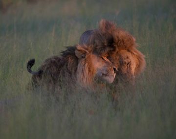 Hallaron a dos leones en pleno acto sexual