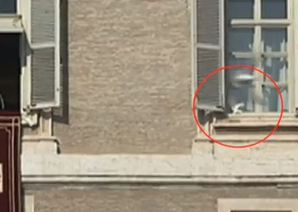 Una gaviota hereje atacó a la paloma de la paz liberada por Benedicto
