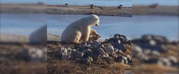 El oso polar que tiene un perro como mascota en Canadá