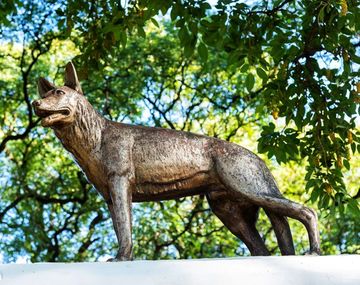 El legado heroico de Chonino: por qué hoy se celebra el Día del Perro