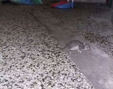Denuncian una invasión de ratas en una escuela