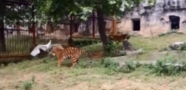 VIDEO: Una valiente grulla se defendió del ataque de dos tigres y los venció