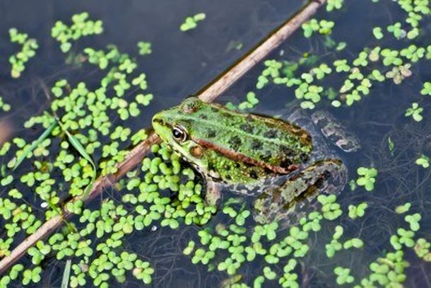 Lenteja de agua
