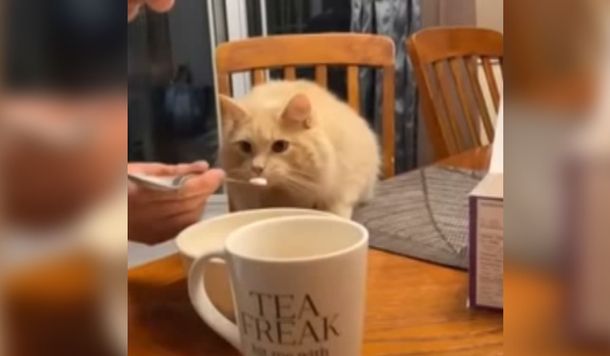 Se le congeló el cerebro: la reacción de un gato al tomar helado por primera vez