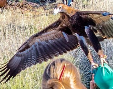Un águila trata de llevarse a un nene