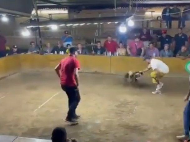 Video: un gallo de pelea atacó a navajazos a su dueño y lo hirió de gravedad