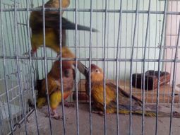 insolito delito: cae un simulador que pintaba loros y los vendia como aves exoticas insolito delito: cae un simulador que pintaba loros y los vendia como aves exoticas