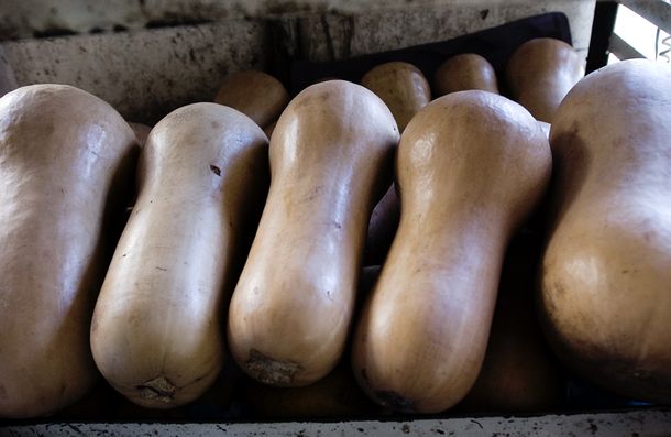 Las semillas de la calabaza son una excelente opción para llevar una vida saludable y óptima. Las semillas de la calabaza son una excelente opción para llevar una vida saludable y óptima.