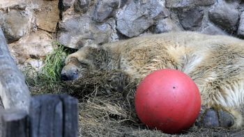 mendoza: murio el oso polar arturo mendoza: murio el oso polar arturo