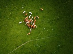 Las gremiales agropecuarias de las región (dos uruguayas) expresaron su preocupación por iniciativas ambientales que perjudican la industria. Las gremiales agropecuarias de las región (dos uruguayas) expresaron su preocupación por iniciativas ambientales que perjudican la industria.