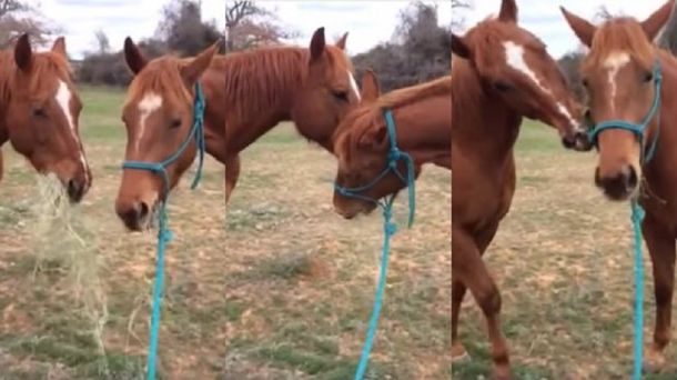Un seductor nato: un caballo le llevó pasto a su novia y se ganó un beso