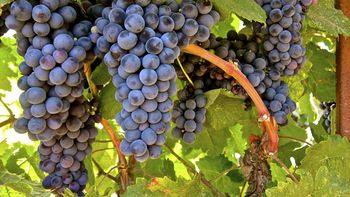 Tannat, la clásica uva del vino en Uruguay Tannat, la clásica uva del vino en Uruguay