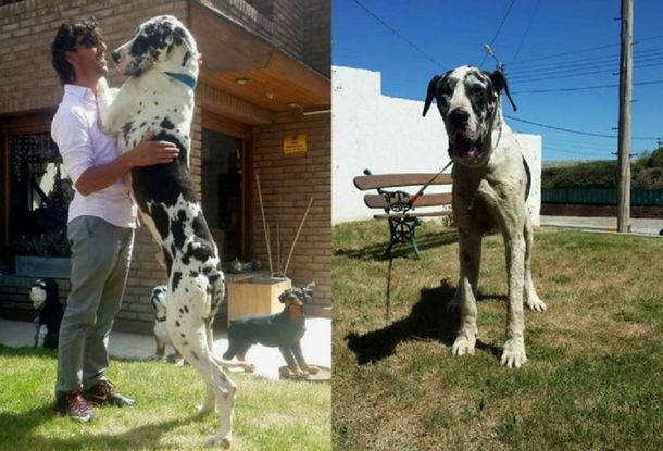 Emotivo: viajó más de 1.500 kilómetros con un Gran Danés que encontró herido en la ruta