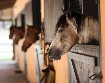 Alerta por un virus que afecta a los caballos y contagia humanos