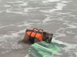 biuf, el perro surfista que desafia a las olas biuf, el perro surfista que desafia a las olas