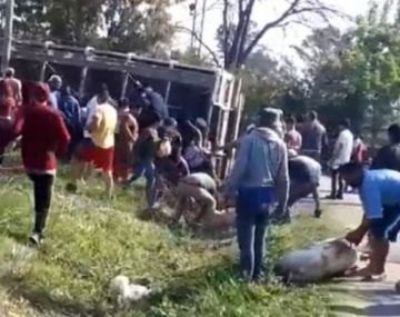 IMÁGENES SENSIBLES: Volcó un camión con cerdos en Pilar y vecinos los carnearon en plena calle