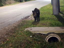 primero un puma, ahora a un jabali: alerta en escobar por animales sueltos primero un puma, ahora a un jabali: alerta en escobar por animales sueltos