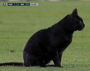 El llamativo episodio con un gato en el duelo entre Huracán e Independiente