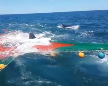Un lobo marino se subió a una red de pescar para escapar del ataque de dos orcas.