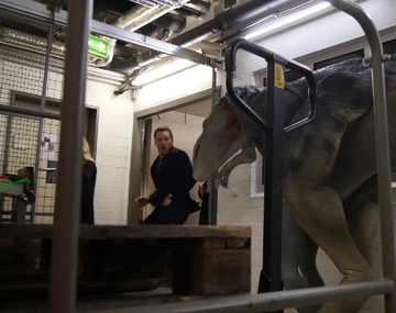 El protagonista de Jurassic World casi se infarta del susto de dos velociraptors