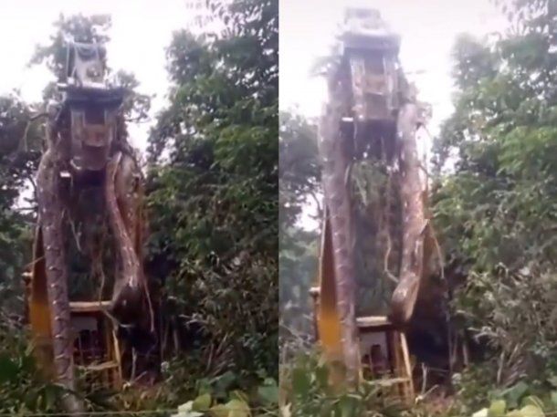 Brasil: encontraron una anaconda de casi media tonelada