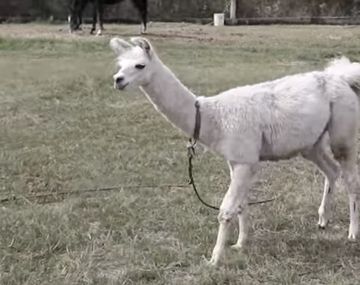 El nuevo pulpo Paul: una llama predijo quién ganará el Mundial de Rusia