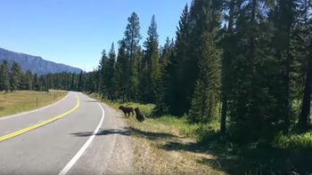 impactante: iba en su auto y filmo el brutal ataque de un oso a una vaca impactante: iba en su auto y filmo el brutal ataque de un oso a una vaca
