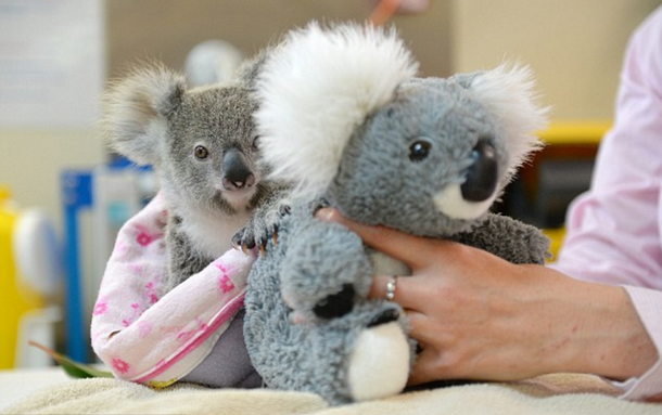 Un koala bebé perdió a su mamá, pero lograron consolarlo con un peluche