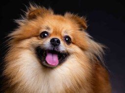 Así es el perro que Alberto obligó a Fabiola a abandonar: raza y características