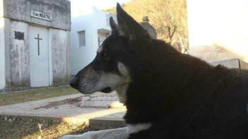 Capitán, firme junto a su amo hace más de 10 años Capitán, firme junto a su amo hace más de 10 años