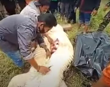 Horror en Indonesia: sacaron el cadáver de un nene de adentro de un cocodrilo