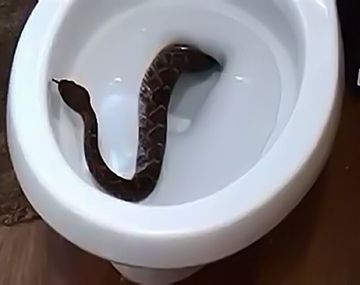 Una serpiente casi le destroza los genitales a un hombre