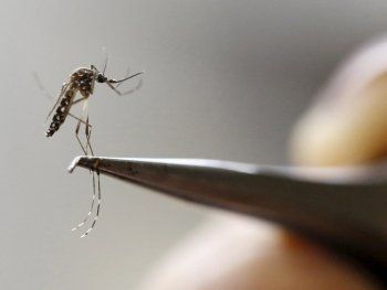 Mendoza: confirman el primer caso autóctono de dengue